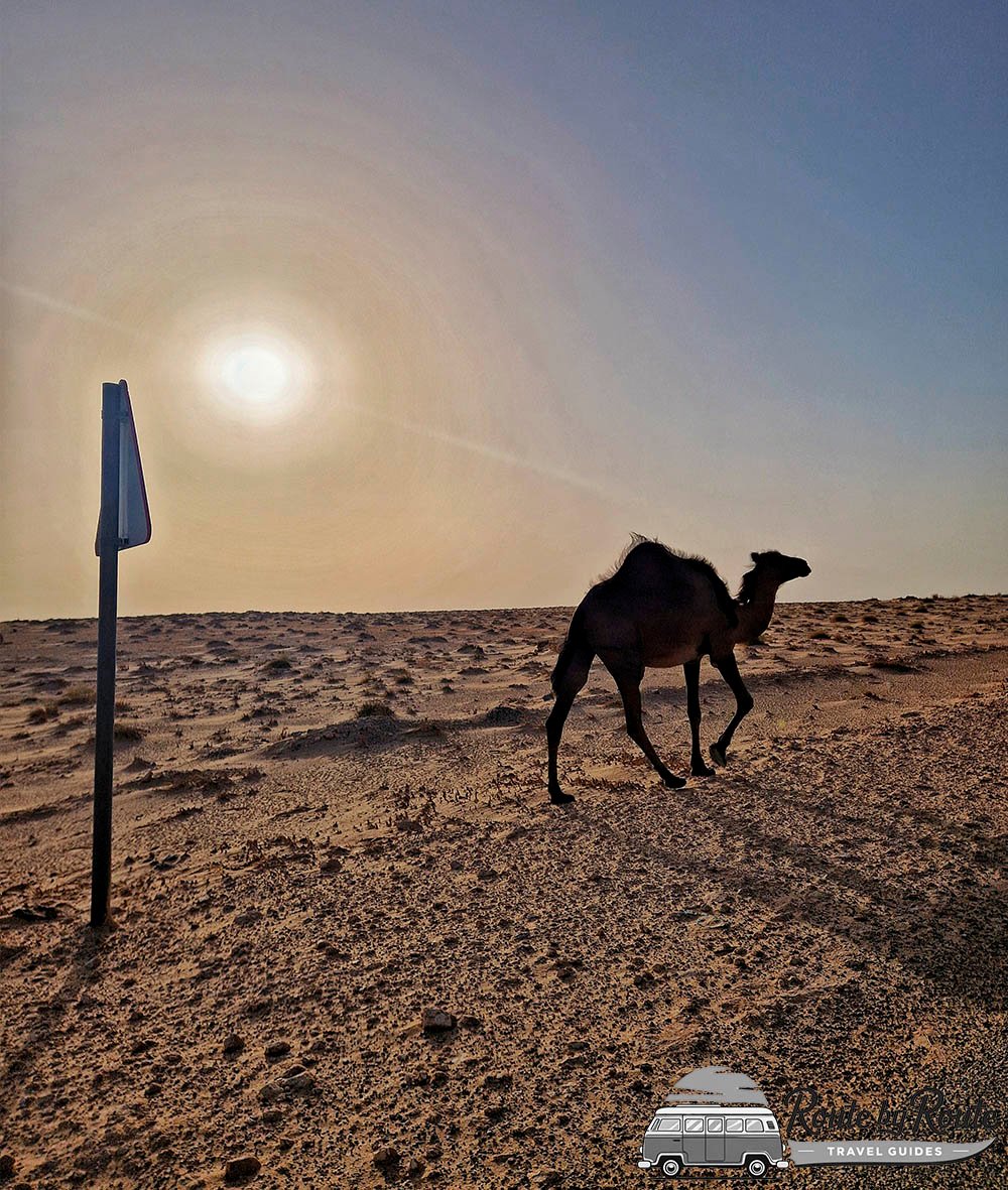 Dromedarios descansando cerca del oasis de Tozeur y Mos Espa