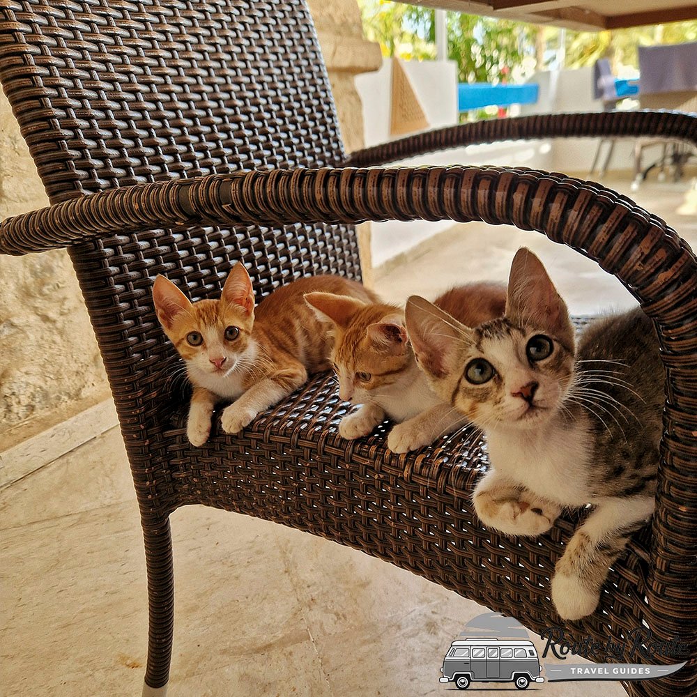 Familia de gatos en el hotel de Djerba