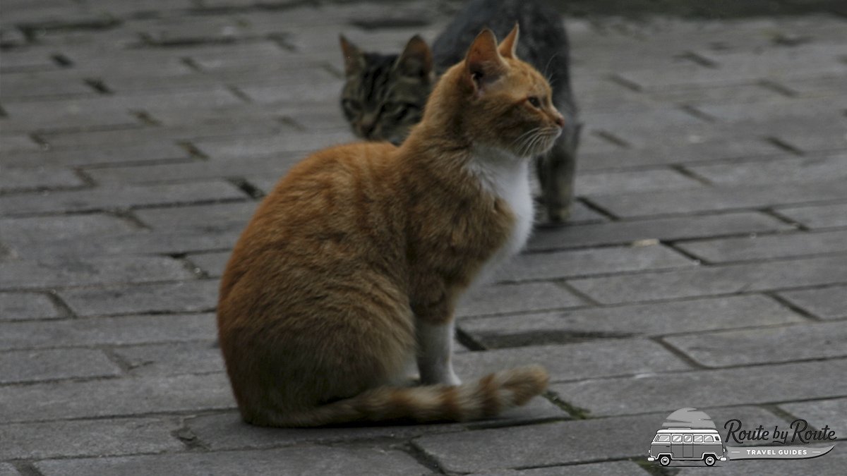 Gato naranja y blanco sentado sobre adoquines en Estambul, con otro gato al fondo