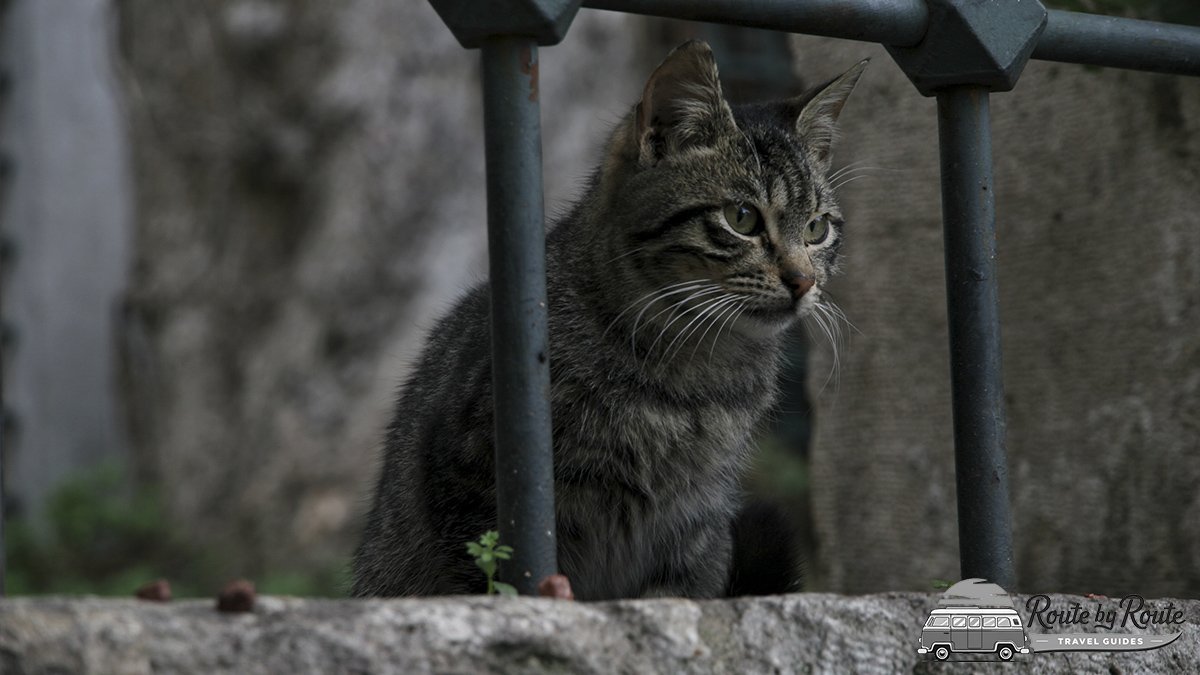 Gato atigrado asomado tras una verja de hierro en una calle de Estambul